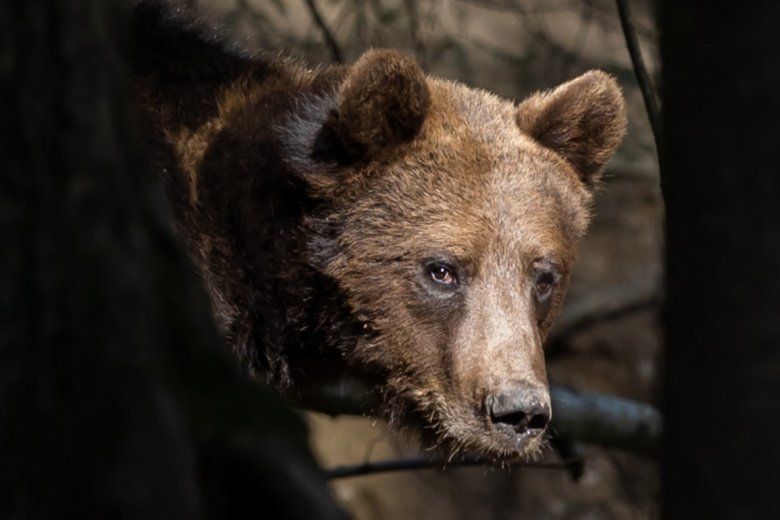 Sepsiszentgyörgy polgármestere a barna medve védettségi státuszának felülvizsgálatát kéri az EU-tól