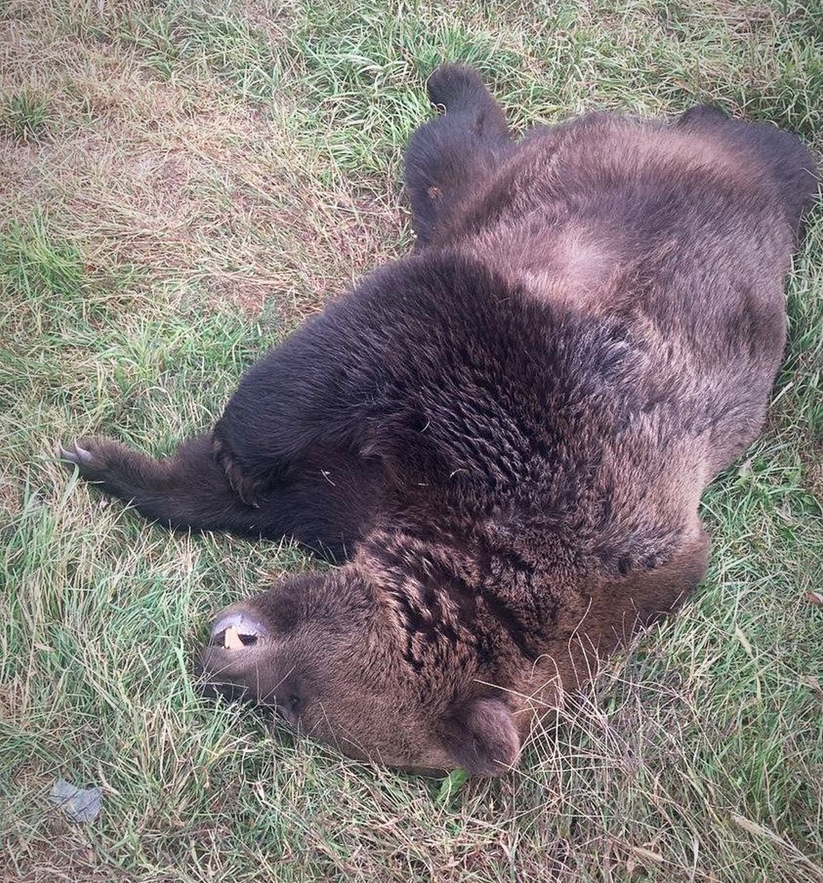 Ütközés egy kifejlett medvével: az állat elpusztult, az autót el kellett vontatni