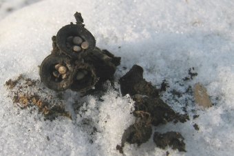 Gombák, amiket télen is szedhetünk