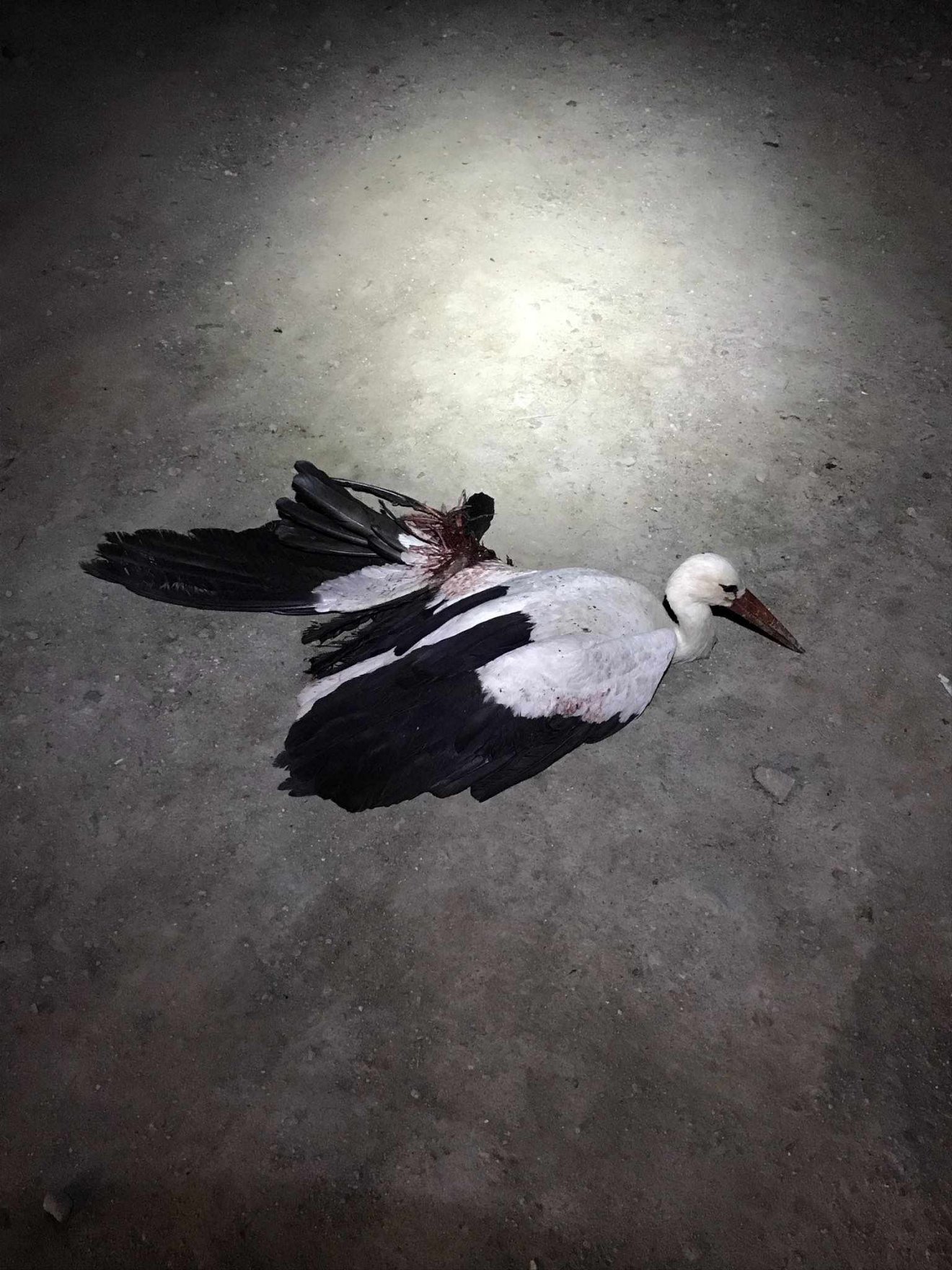 Túlélte a balesetet a gólya, de repülni már nem fog