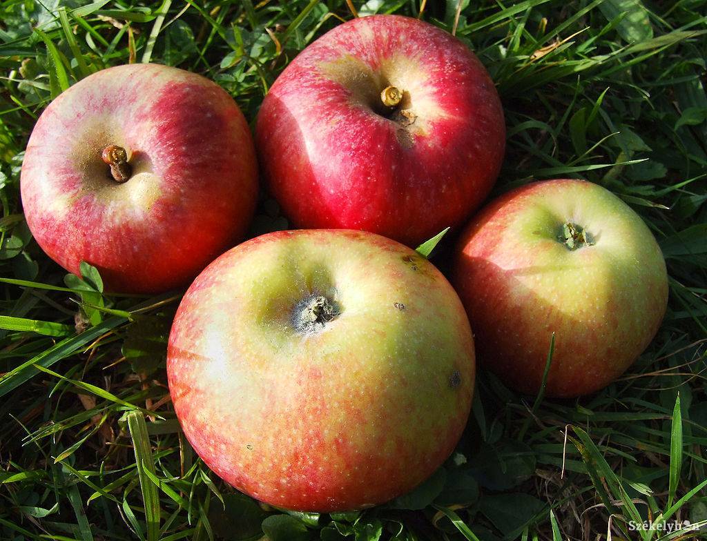 Almát is kapnak a diákok Kovászna megyében