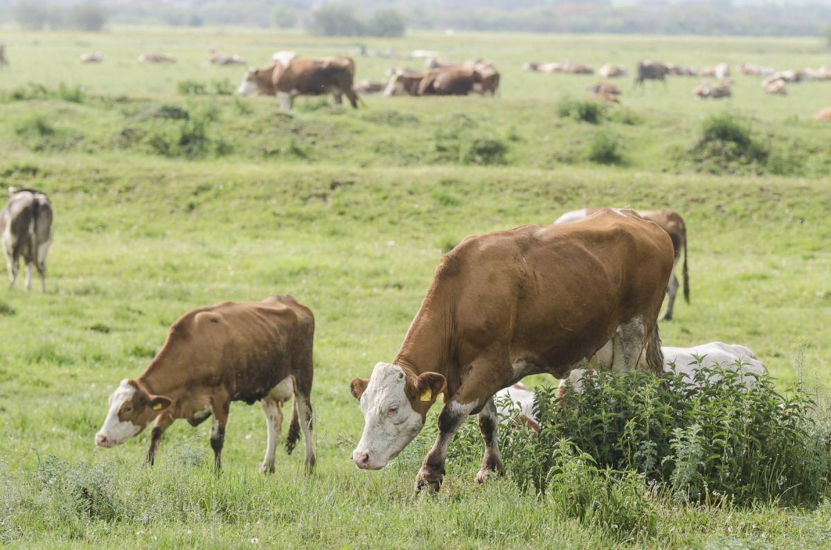 Költséges legelőgazdálkodási tervvel terhelik az állattartókat