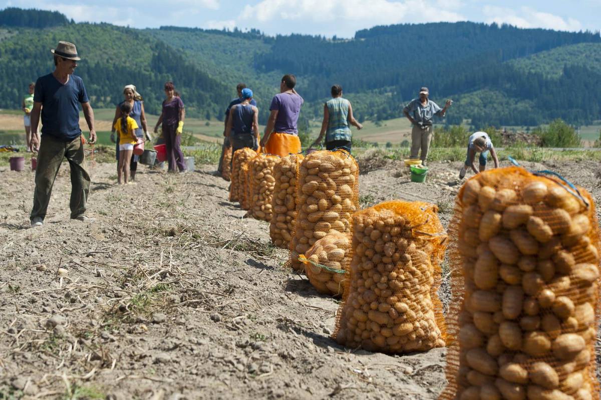 Rekord mennyiségű krumpli termett Hargita megyében