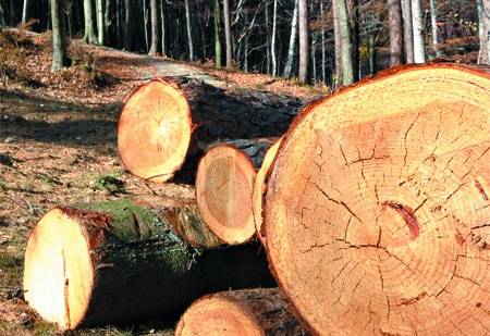 Ipari léptékű pusztítás: 1,2 millió köbméter faanyag tűnt el az elmúlt öt évben a romániai nemzeti parkokból