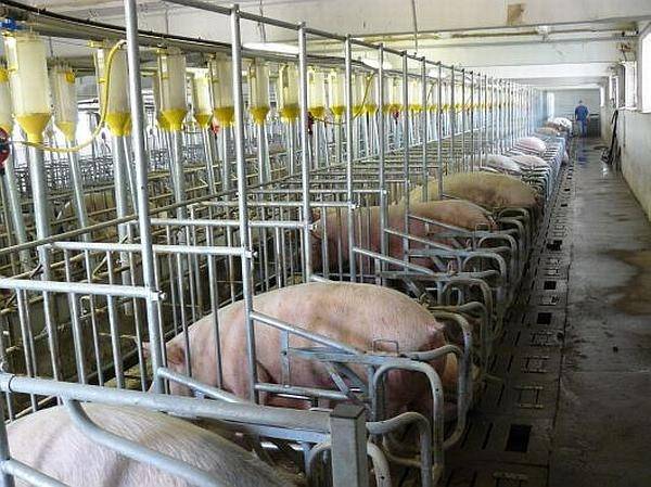 Meghaladta a 140 ezret az elpusztított sertések száma – közölte Petre Daea mezőgazdasági miniszter