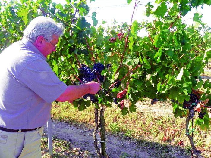 Csökkent a romániai szőlőtermés