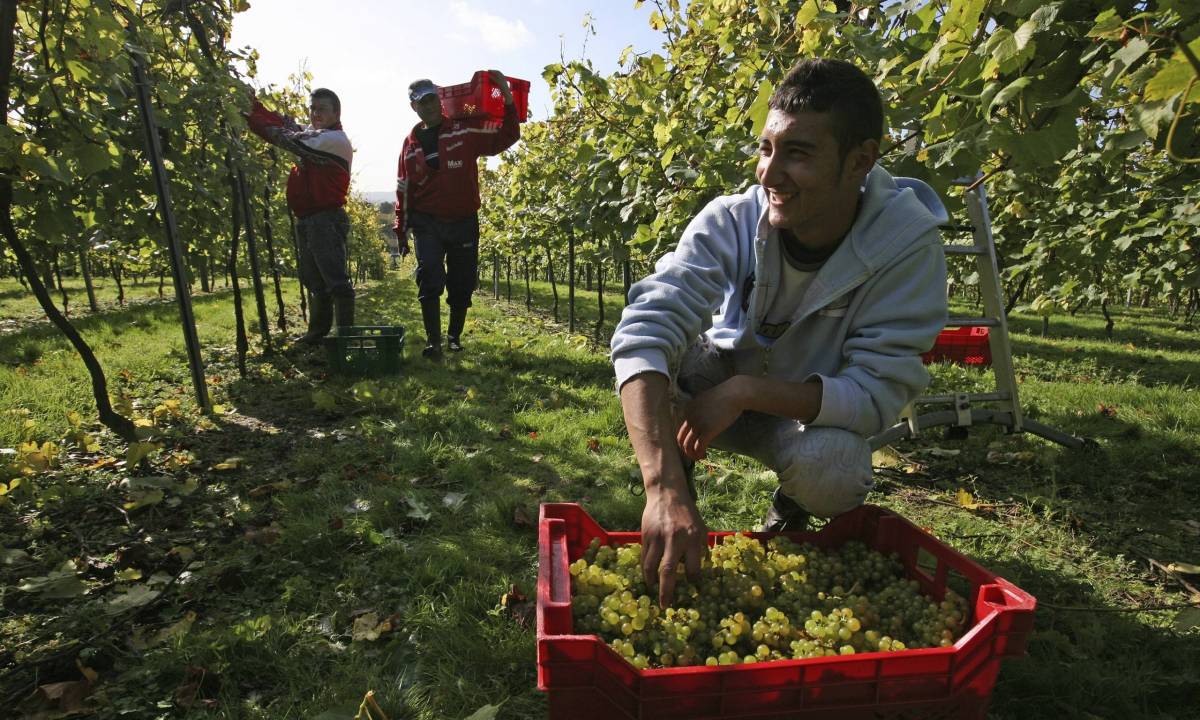 Turizmus a szőlősben – Összefogásra biztatja a termelőket a károlyi elöljáró