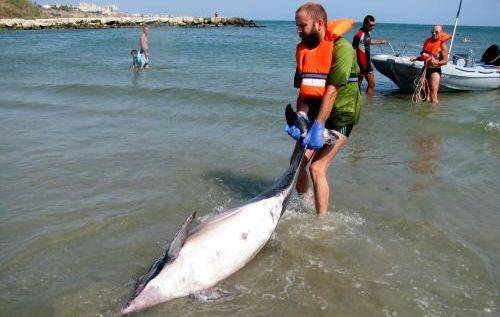 Delfinmentési akció a Fekete-tenger partján
