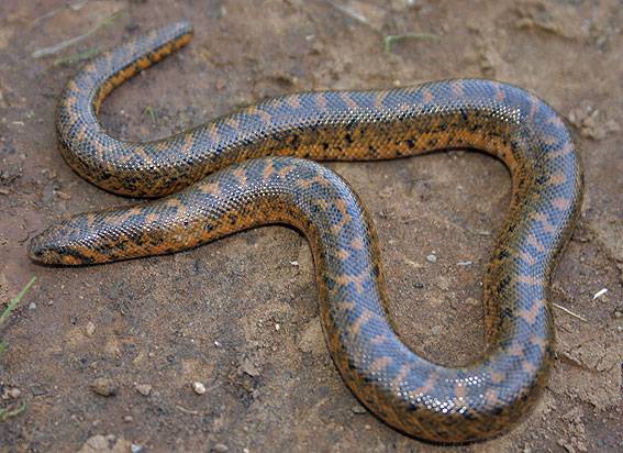 Kihaltnak hitt óriáskígyófajra bukkantak Romániában