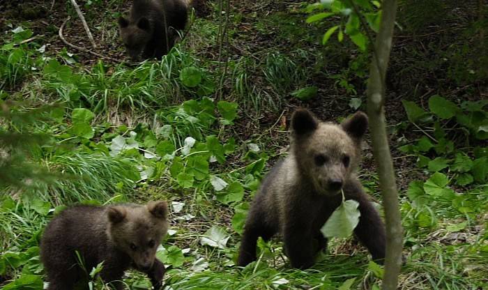 Új medvék érkeztek a székelyföldi macióvodába