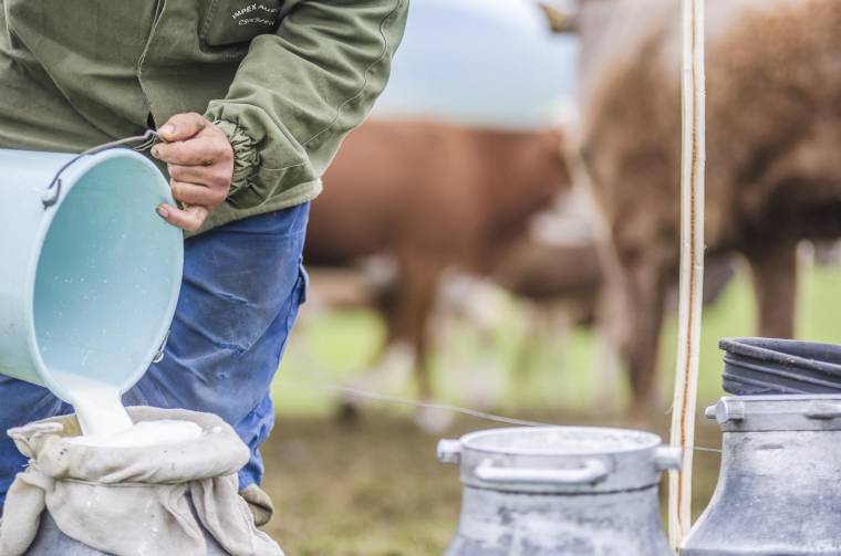 Óriási a tej termelői és bolti ára közötti különbség, számos tejtermelő gazda nem képes finanszírozni a veszteséget