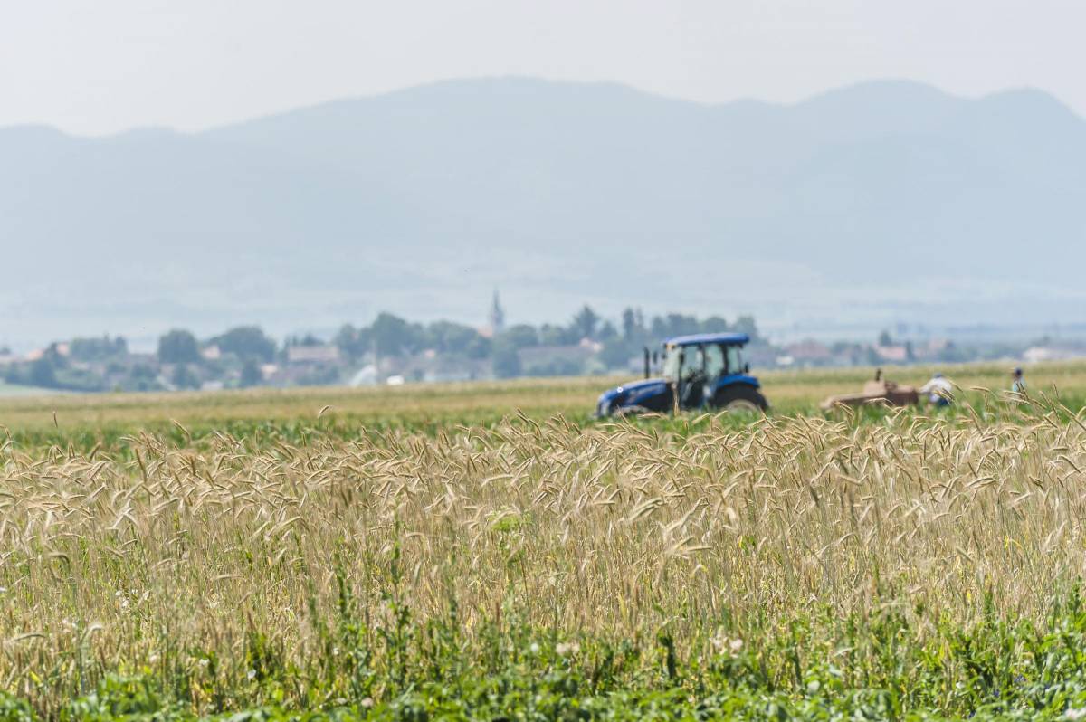 Közel felére csökkent idén a romániai gabonatermés az aszálykárok miatt