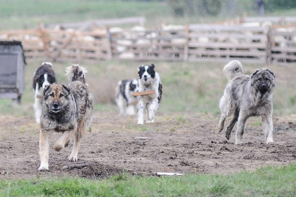 Kutyáit megcsonkító pásztort bírságoltak a rendőrök