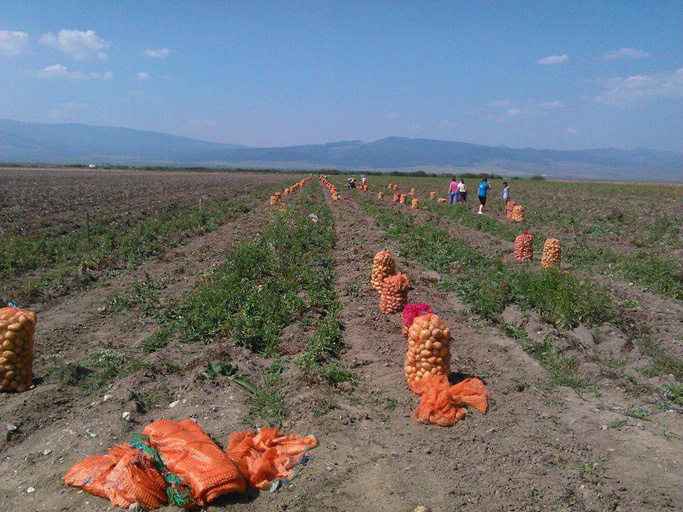 Veszélybe került a romániai krumplitermesztés