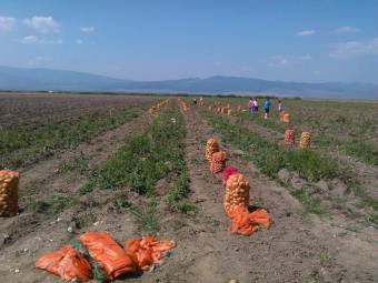Veszélybe került a romániai krumplitermesztés