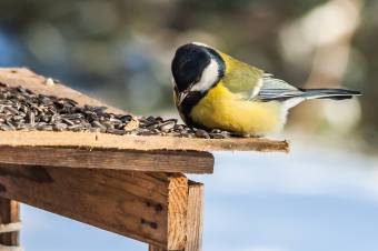 Útmutató a madarak téli etetéséhez – A lakosság segítségét kérik az ornitológusok