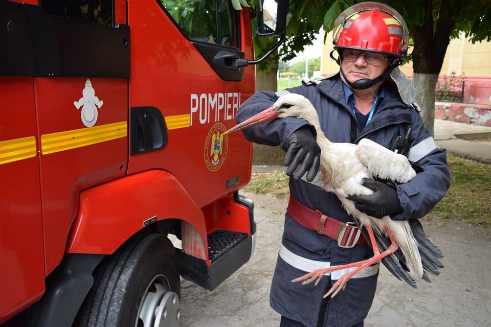 Tűzoltók mentettek meg egy gólyát Nagyszentmiklóson