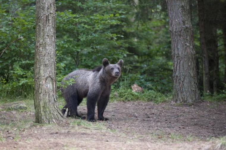 Tavaly mintegy 170 ezer lejes kárt okoztak a medvék Kovászna megyében