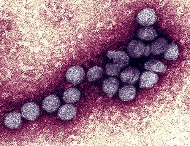 Június eleje óta közel nyolcvan személyt betegített meg a nyugat-nílusi vírus