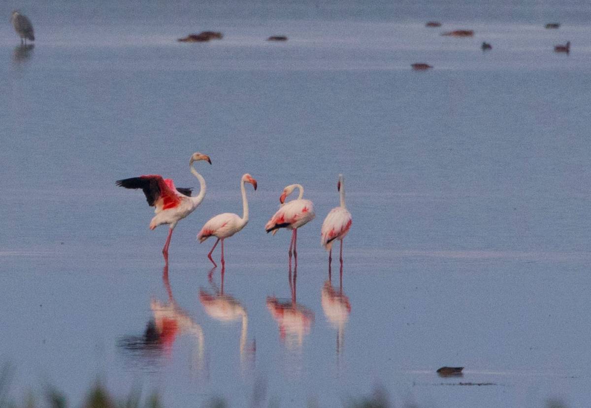 Ritka esemény: rózsás flamingót fotóztak Romániában