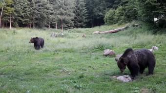 „Nem szabad a medvék érdekeit az emberéletek elé helyezni”. EP-küldöttség ismerkedett a székelyföldi vadhelyzettel