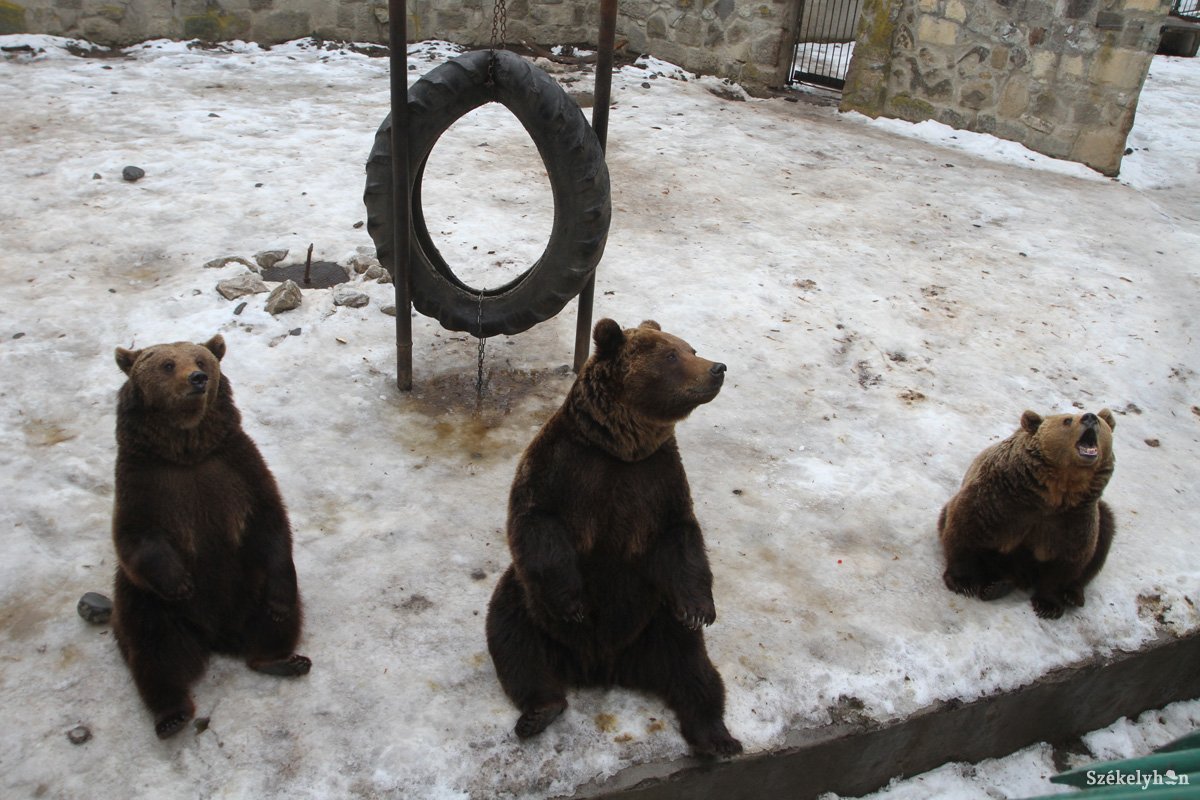 Újból időt jósolnak a marosvásárhelyi állatkert medvéi
