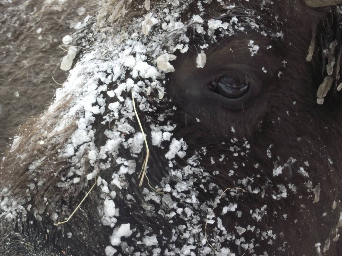 Faluba tévedt egy, a Szárkő-hegységbe telepített bölény