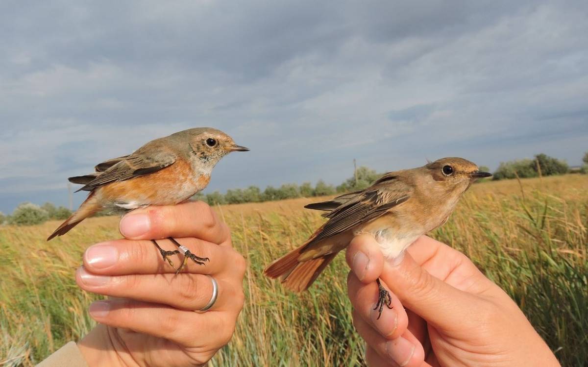 Duna-deltai madárcsicsergés – ornitológus mesél a gyűrűzőtáborról