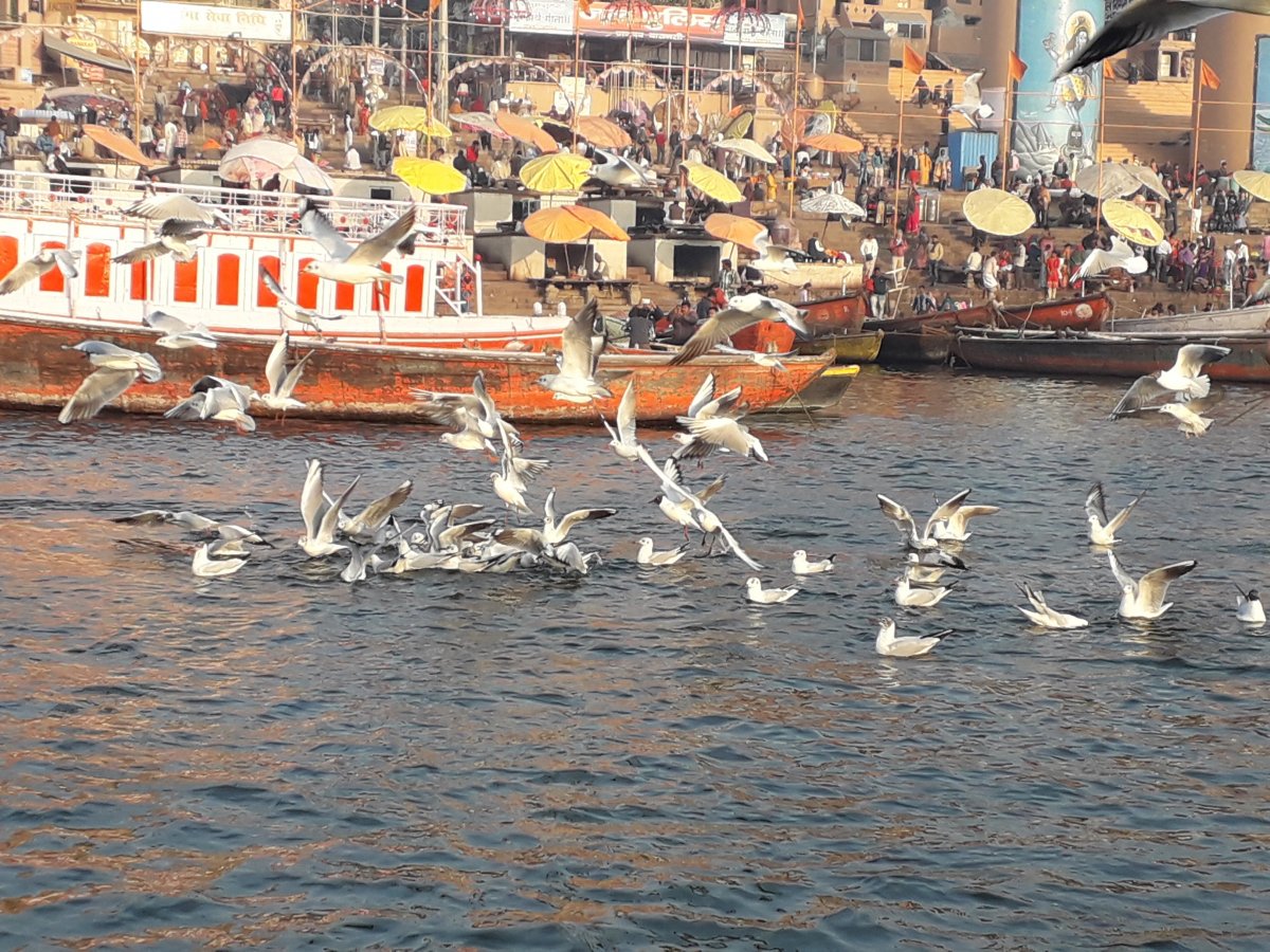 Rengeteg madár köröz a Gangesz fölött Váránasziban •  Fotó: Kiss Judit