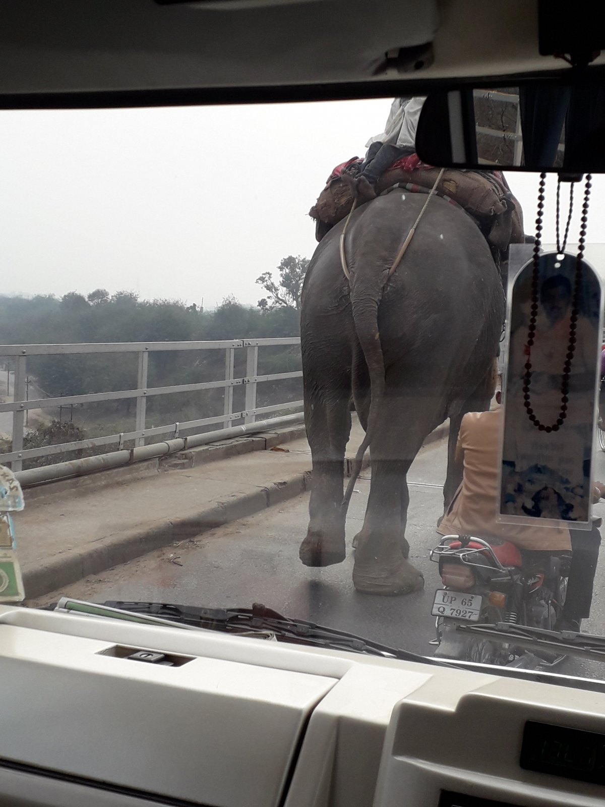 Váránasziban az sem meglepő, ha hirtelen egy elefántot pillant meg az ember az autóbuszból •  Fotó: Kiss Judit
