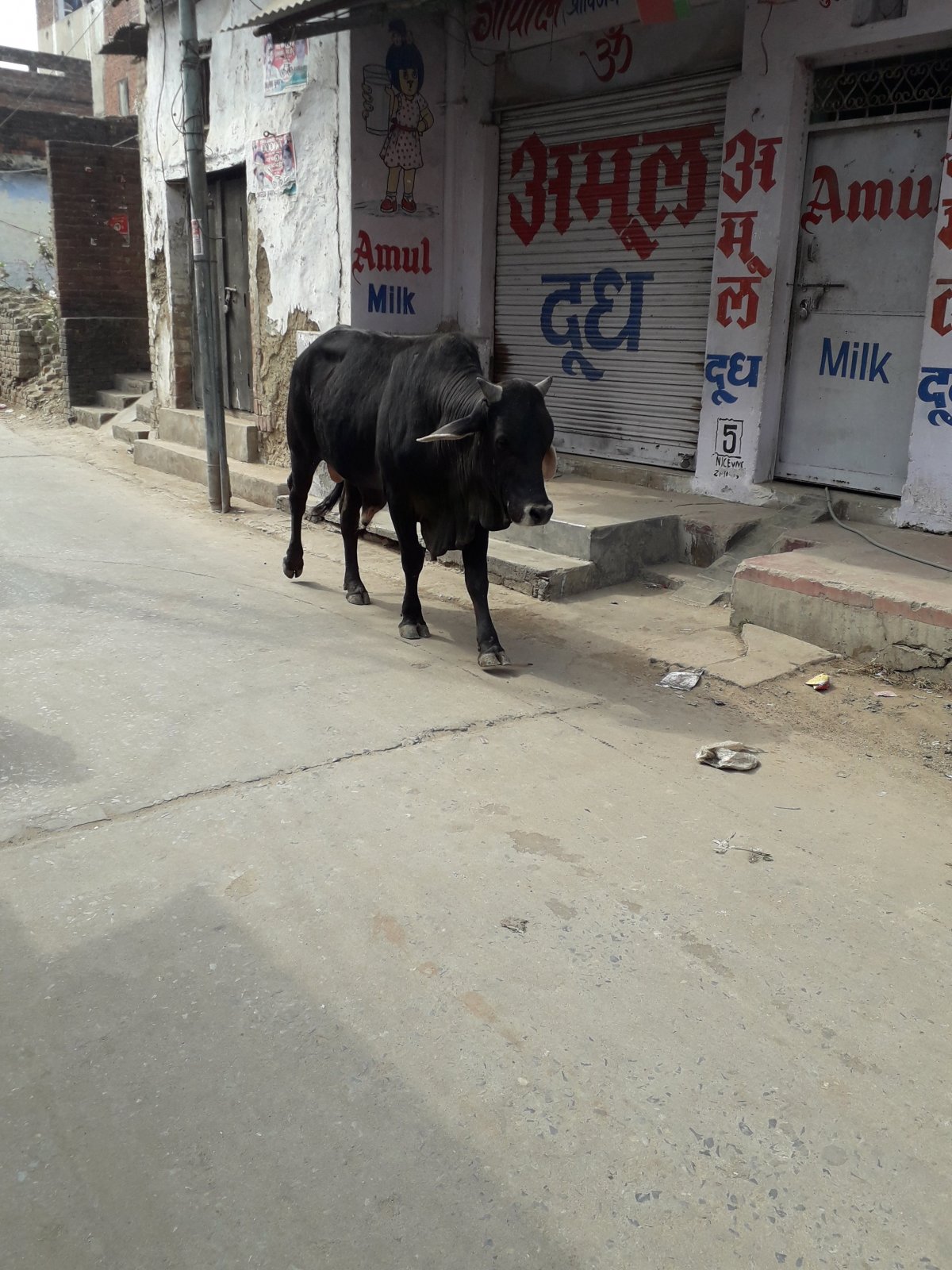 Békésen ballag a szent tehén a milk (tej) feliratú fal mellett •  Fotó: Kiss Judit