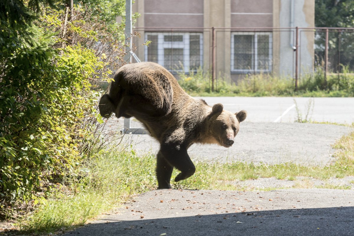 Medve sétált át fényes nappal egy Maros megyei iskola udvarán, miközben az épületben zajlott a tanítás