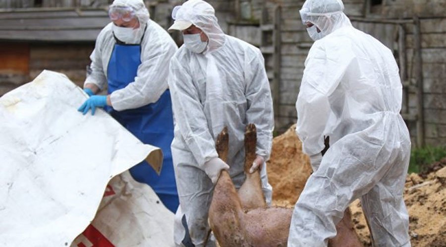 Veszélyezteti a húsipart a pestis: a sertéságazat tönkretételét vonhatja maga után a kór további terjedése