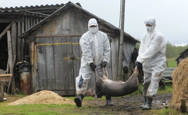 Súlyosan fertőz a Partiumban a sertéspestis: Erdély-szerte megszigorították az élő állatok szállítását a hatóságok