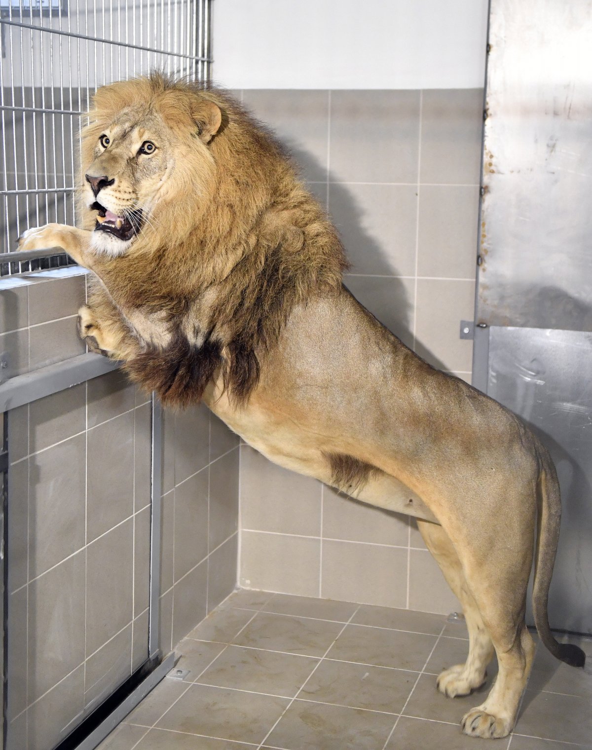 Magyarországon találtak otthonra a romániai cirkuszi oroszlánok