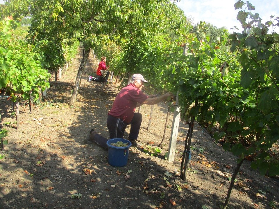 Kevesebb szőlő termett, de jó bor ígérkezik – Erdély több vidékén lecsengett már a szüret, de van, ahol csak októberben kezdődik
