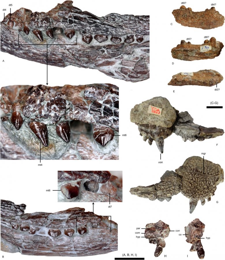 Új krokodil alakú faj vonul be a rendszertanba – eddig ismeretlen, késő krétakori hüllő ép koponyáját tárták fel a BBTE kutatói