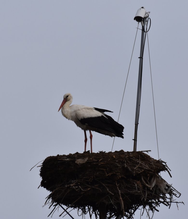 Alternatíva természetnézésre: gólyák kamerán át