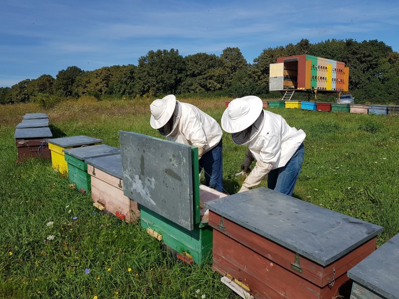 Lejárt a méhészek „édes” élete? Egymást követő két esztendőben is rossz évet zárnak a méztermelő gazdák