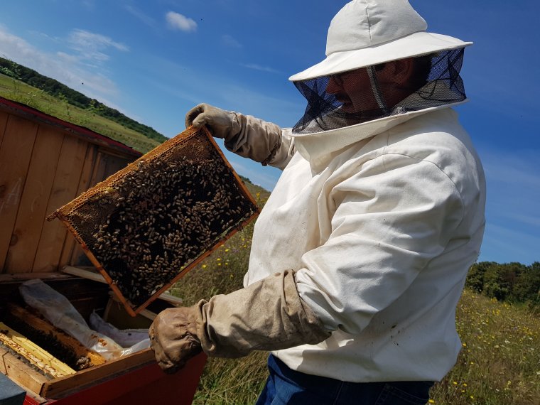 Repceföldekre permetezett méreg végzett a krasznabélteki méhállománnyal, a hatóságok a felelősöket keresik