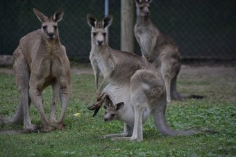 Kutyák marcangolták szét a temesvári állatkert kenguruit