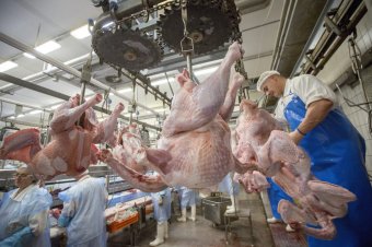 Madárinfluenza: 17 tonna pulykahús került forgalomba Romániában a magyarországi gócpont környékéről