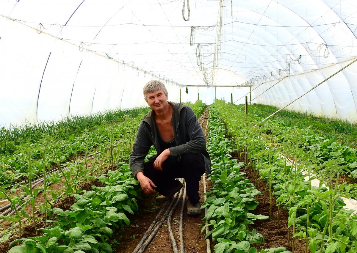 Fóliaházban termelt „házi ízű” zöldségek: az elégedett vásárlók hazajárnak a helyi gazdákhoz