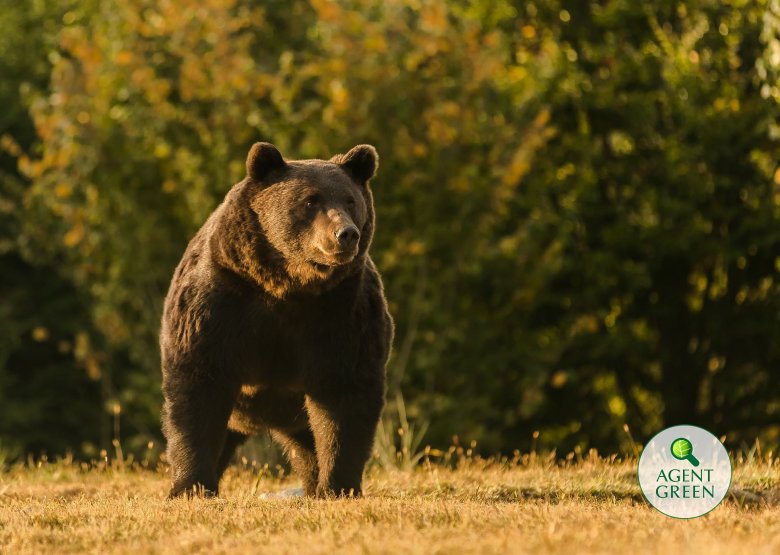 Valószínűleg az Európai Unió legnagyobb medvéjét lőtte ki egy liechtensteini herceg Székelyföldön