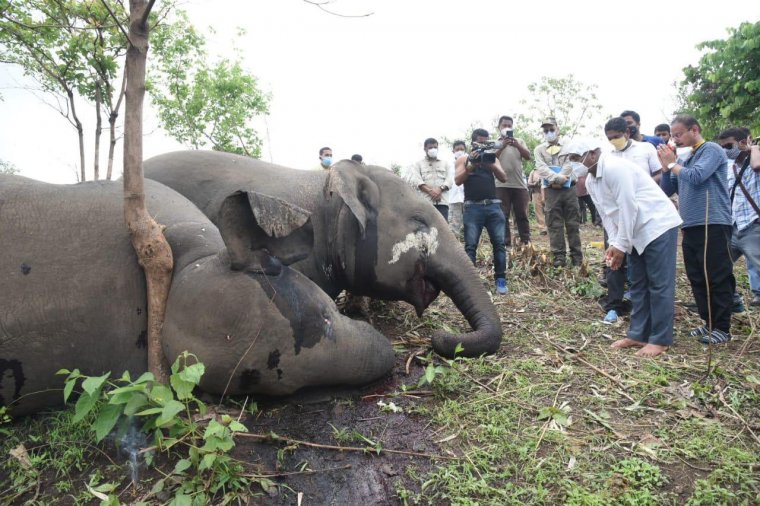 Egy egész elefántcsordát agyoncsapott a villám egy indiai erdőben