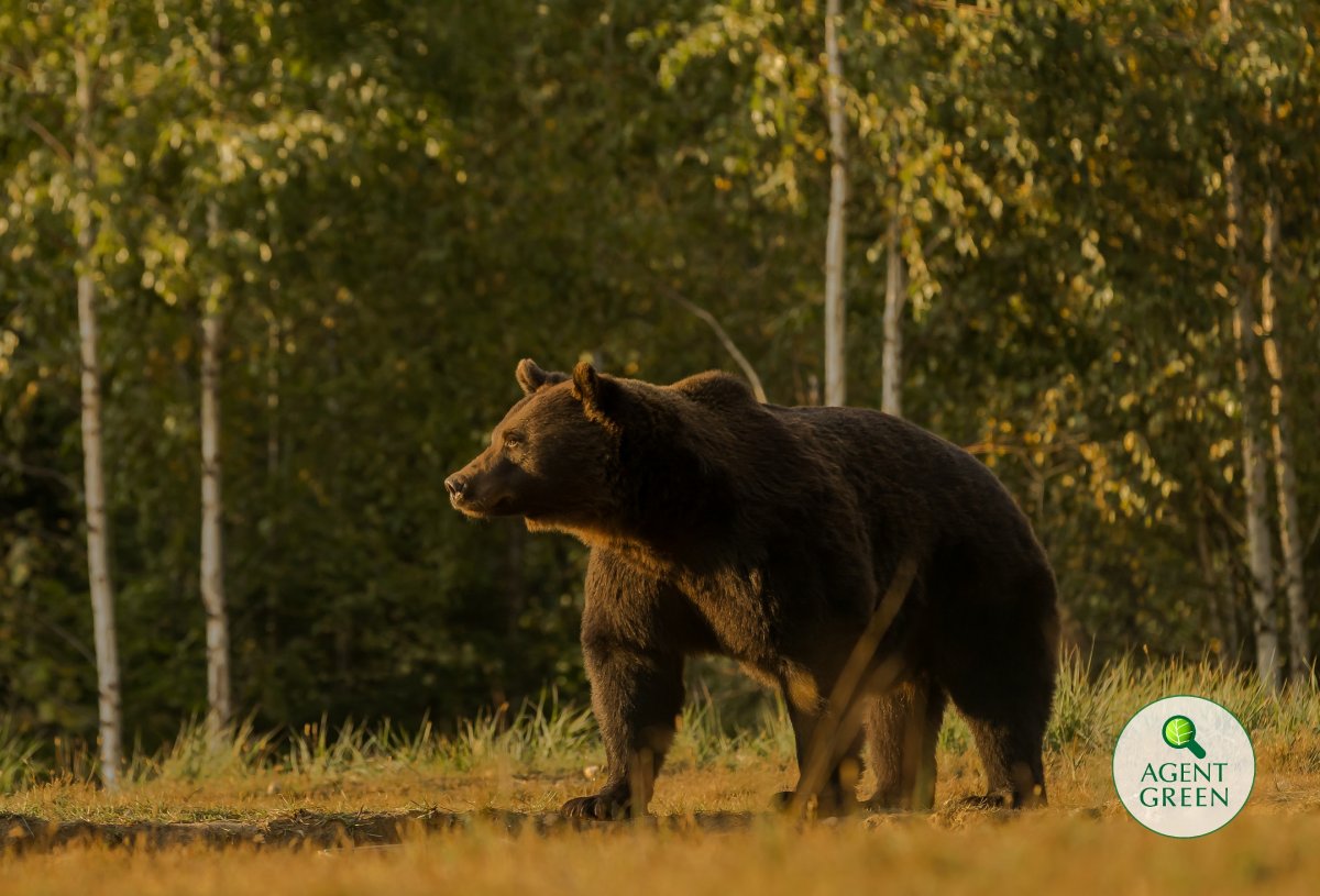 A rendőrség, a környezetvédelmi és az erdőőrség is vizsgálatot indított Arthur medve ügyében