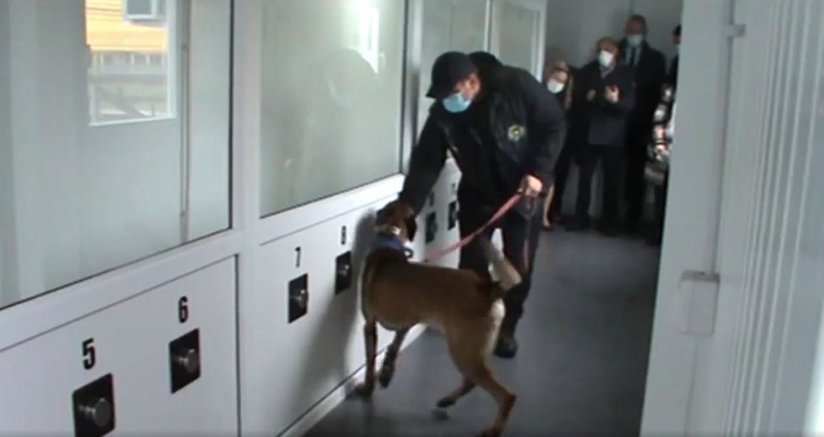 Idomított kutyákkal „szűrnék ki” a fertőzötteket a szebeni reptéren – VIDEÓ