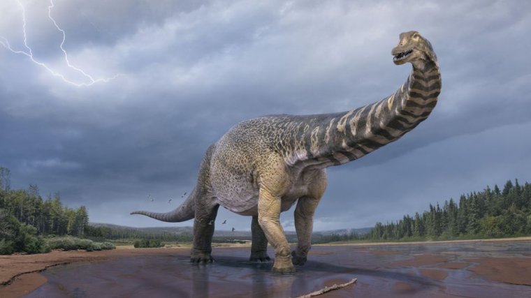 Újabb dinoszauruszfajt azonosítottak Ausztráliában, a hatalmas titanoszaurusz mintegy 90 millió éve élhetett