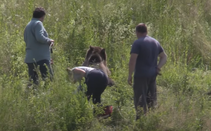 Medvét gázolt egy sofőr Kolozs megyében (VIDEÓ)