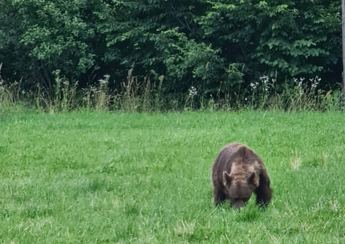 „Összefutott” egy medvével Tánczos Barna környezetvédelmi miniszter